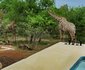 Giraffes Bush Villa