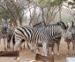 Indaba Kruger Safari Villa