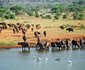 Voi Wildlife Lodge