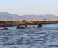 Zambezi Expeditions