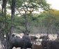 Zambezi Expeditions