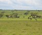 Serengeti Mawe Tented Camp