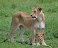Serengeti Mawe Tented Camp