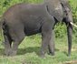 The Elephant Center Campsite