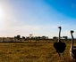 Maasai Ostrich Farm and Resort