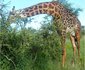 Twiga Lodge & Campsite