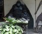 Dian Fossey