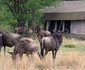 Serian's Serengeti Mobile (Kusini)