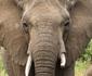 Tambuzi Safaris