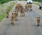 Tambuzi Safaris