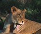 Honeyguide Tented Safari Camp