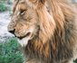 Honeyguide Tented Safari Camp