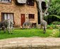 Rafiki's Resthouse