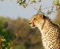 Pilanesberg Wildlife Safari DAY TOUR