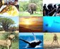 6 Night Kruger Park, Mozambique and Limpopo Park Adventure