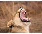 Honeyguide Ranger Camp
