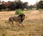 Honeyguide Ranger Camp