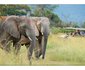Honeyguide Ranger Camp