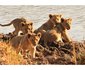 Honeyguide Ranger Camp