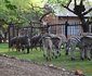Getaway Bush Marloth Park