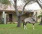 Franschhoek Country Cottages