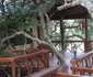 Lion Tree Top Lodge