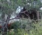 Lion Tree Top Lodge