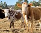 A Farm Life