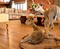 Wolwedans Game Farm