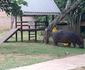 Hippo Lodge
