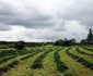 Farmstays at Rosemary Hill