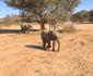Desert Elephant Camping
