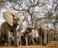 Jabulani Safari