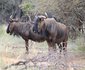 La Barune Game Lodge