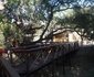 Lion Tree Top Lodge