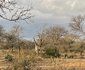 Elephant Kraal - Avery House
