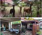 Alpaca Self Catering Cottage
