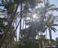 Palm Beach 601
