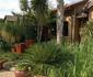 Summer Garden Guest House (The Palms)