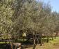 Olive Tree Guesthouse