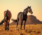 Klein-Aus Vista Desert Horse Campsite