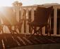 Mbhathane Farm Lifestyle and Spa