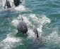 Pikkewyntjie Cottage