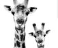 African Lily Self Catering Suites