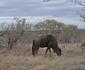 Hazyview Buffalo Game Lodge