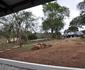 Hazyview Buffalo Game Lodge