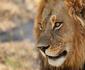 Kruger Untamed - Satara Plains Camp
