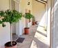 Peppertree House B&B