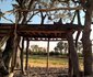 Dzibanana Lodge & Camping
