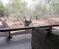 Marloth Kruger Bush Villa